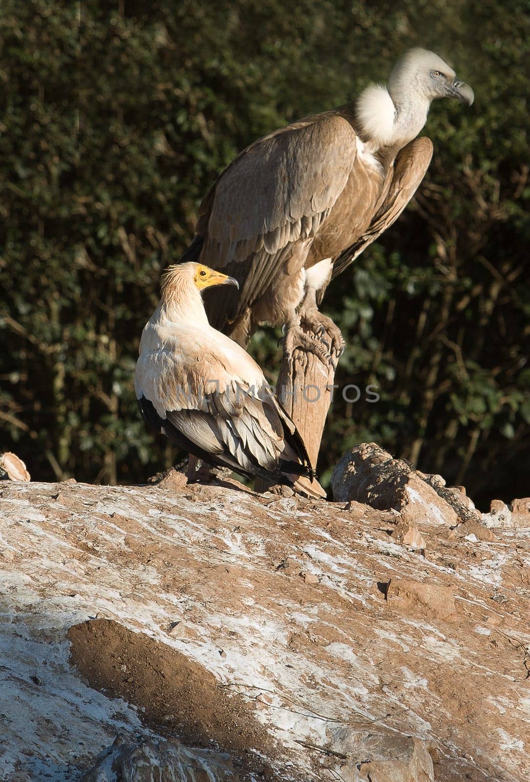 Bird of prey in the The Recovery Center of MIPS Wildlife, Villafranca de los Barros (Badajoz). In this center enter every year hundreds of specimens which have been wounded.