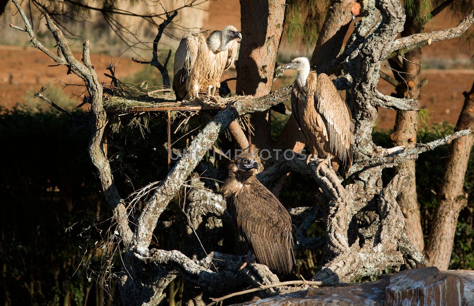 Bird of prey in the The Recovery Center of MIPS Wildlife, Villafranca de los Barros (Badajoz). In this center enter every year hundreds of specimens which have been wounded.