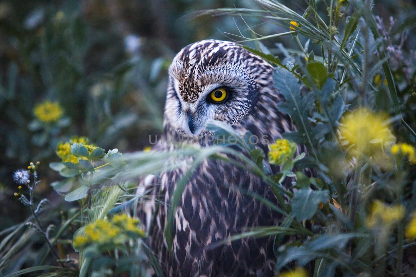 Bird of prey in the The Recovery Center of MIPS Wildlife, Villafranca de los Barros (Badajoz). In this center enter every year hundreds of specimens which have been wounded.