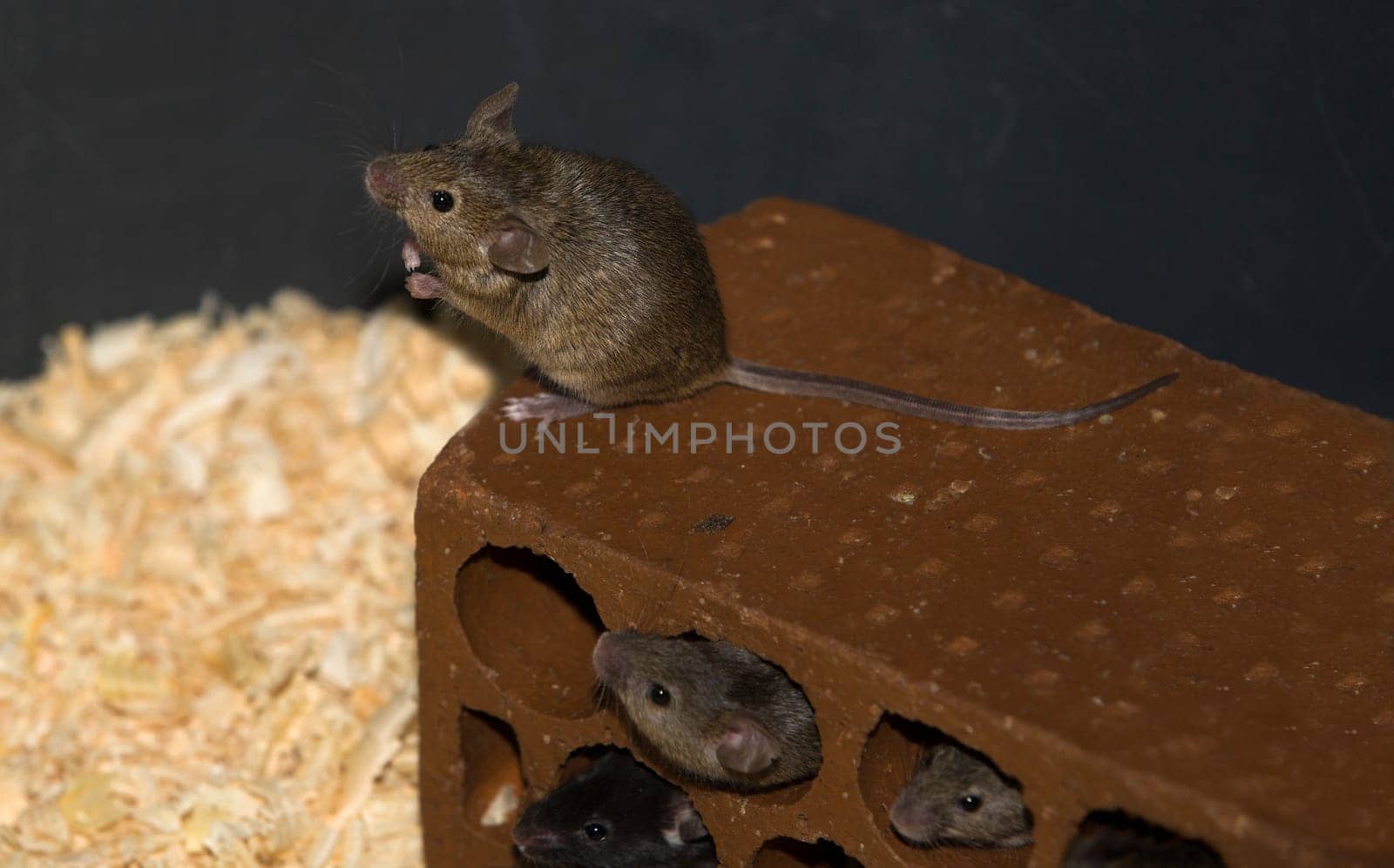 Containers to breed rats and mice, food captive raptors AMUS Center wildlife recovery