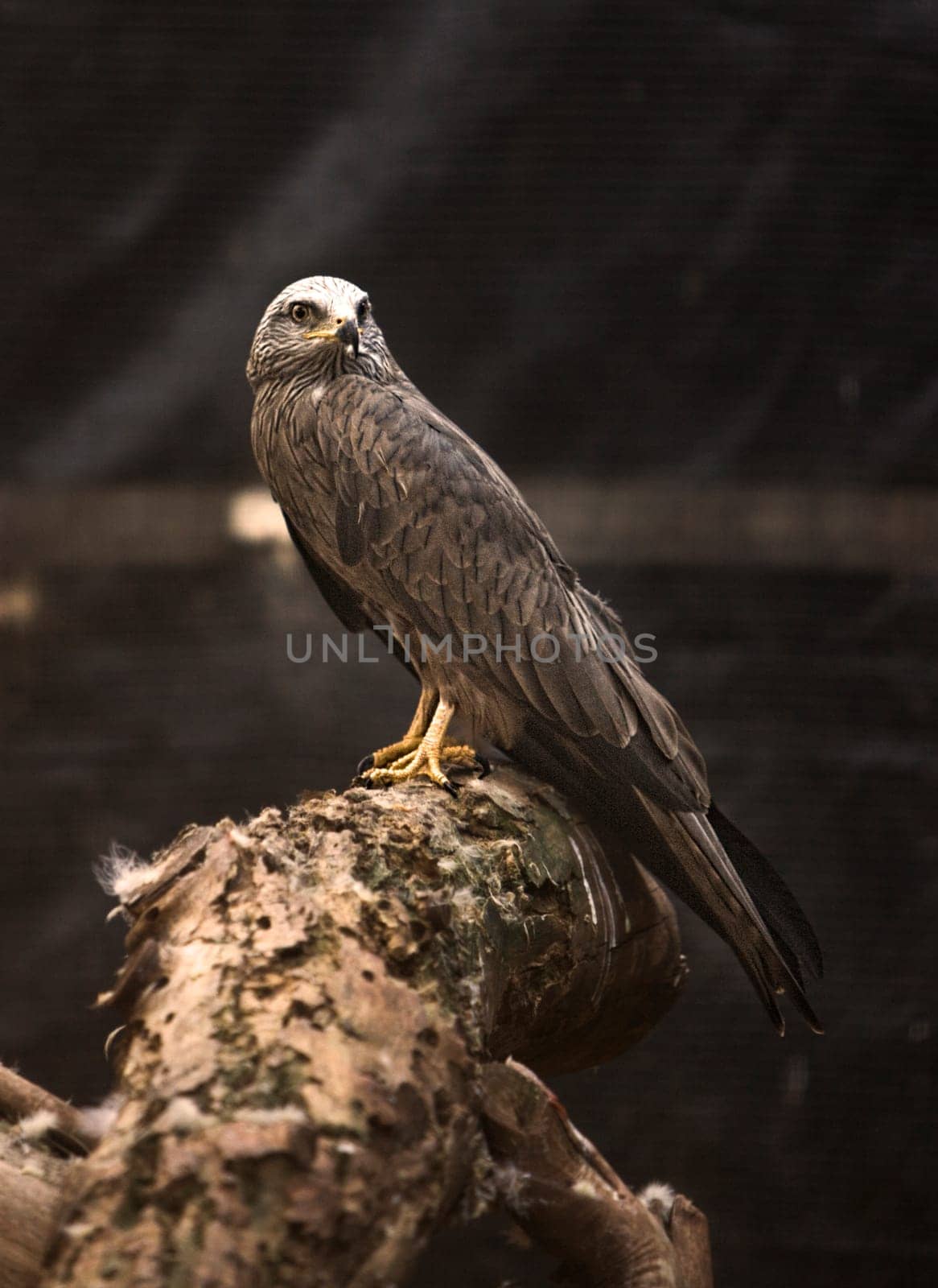 Bird of prey in the The Recovery Center of MIPS Wildlife, Villafranca de los Barros (Badajoz). In this center enter every year hundreds of specimens which have been wounded.