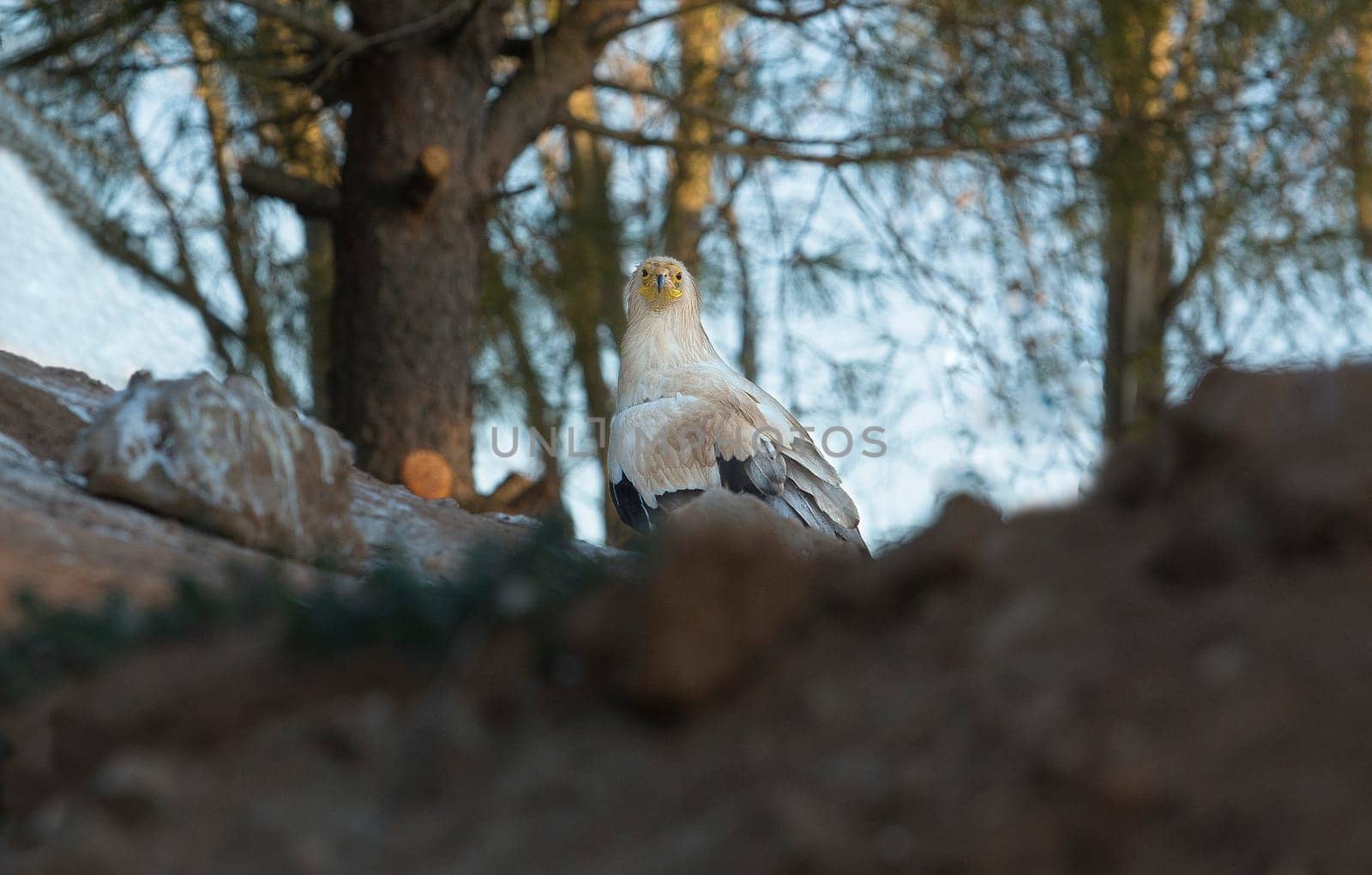 The Recovery Center of MIPS Wildlife Villafranca de los Barros (Badajoz) enter every year hundreds of specimens of various species mostly birds to a lesser extent reptiles to mammals and on time