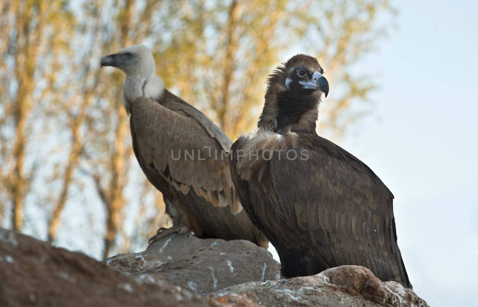 The Recovery Center of MIPS Wildlife Villafranca de los Barros (Badajoz) enter every year hundreds of specimens of various species mostly birds to a lesser extent reptiles to mammals and on time
