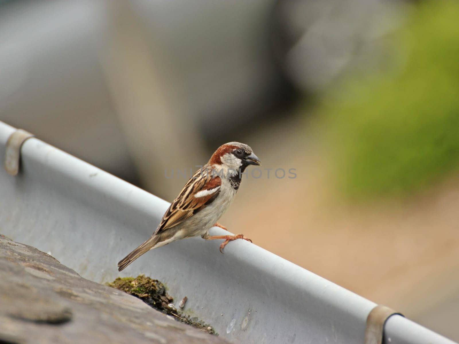 Male house sparrow (Passer domesticus) on the gutter