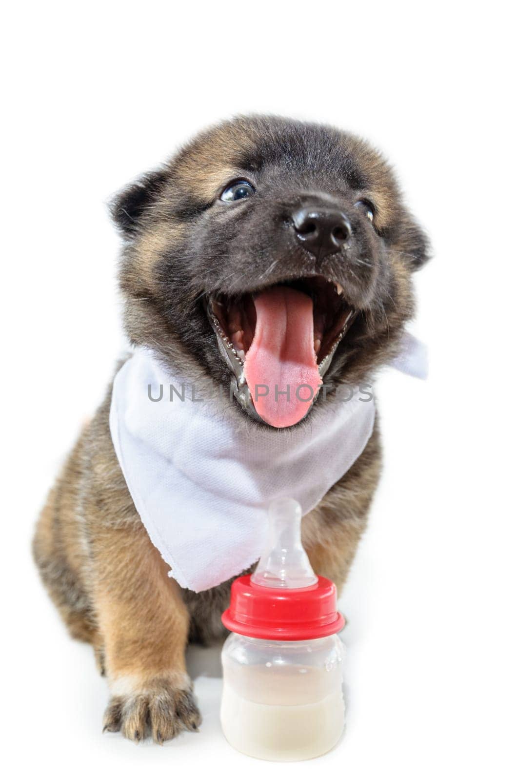 Cute baby of the dogs black and brown sitting beside bottles of milk with happy on isolated white background