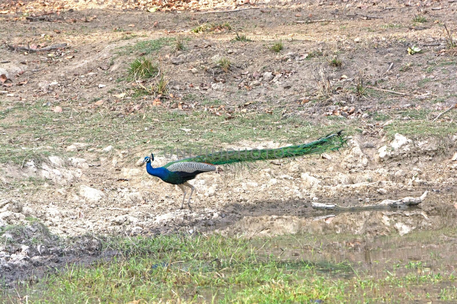 Peacock Showing the Length of its Tail in Kanha National Park in India