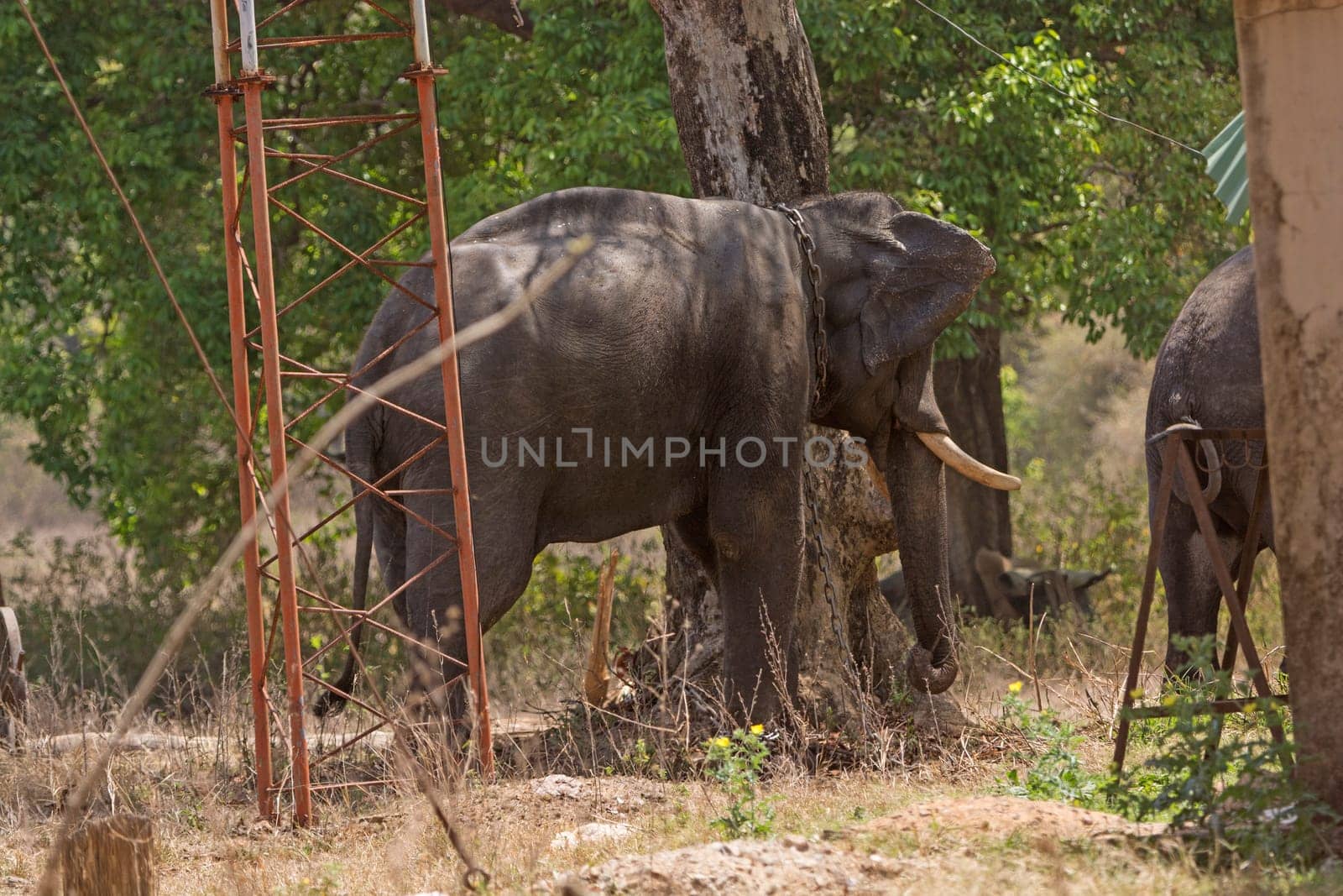 Domesticated Elephant in Kanha National Park in India