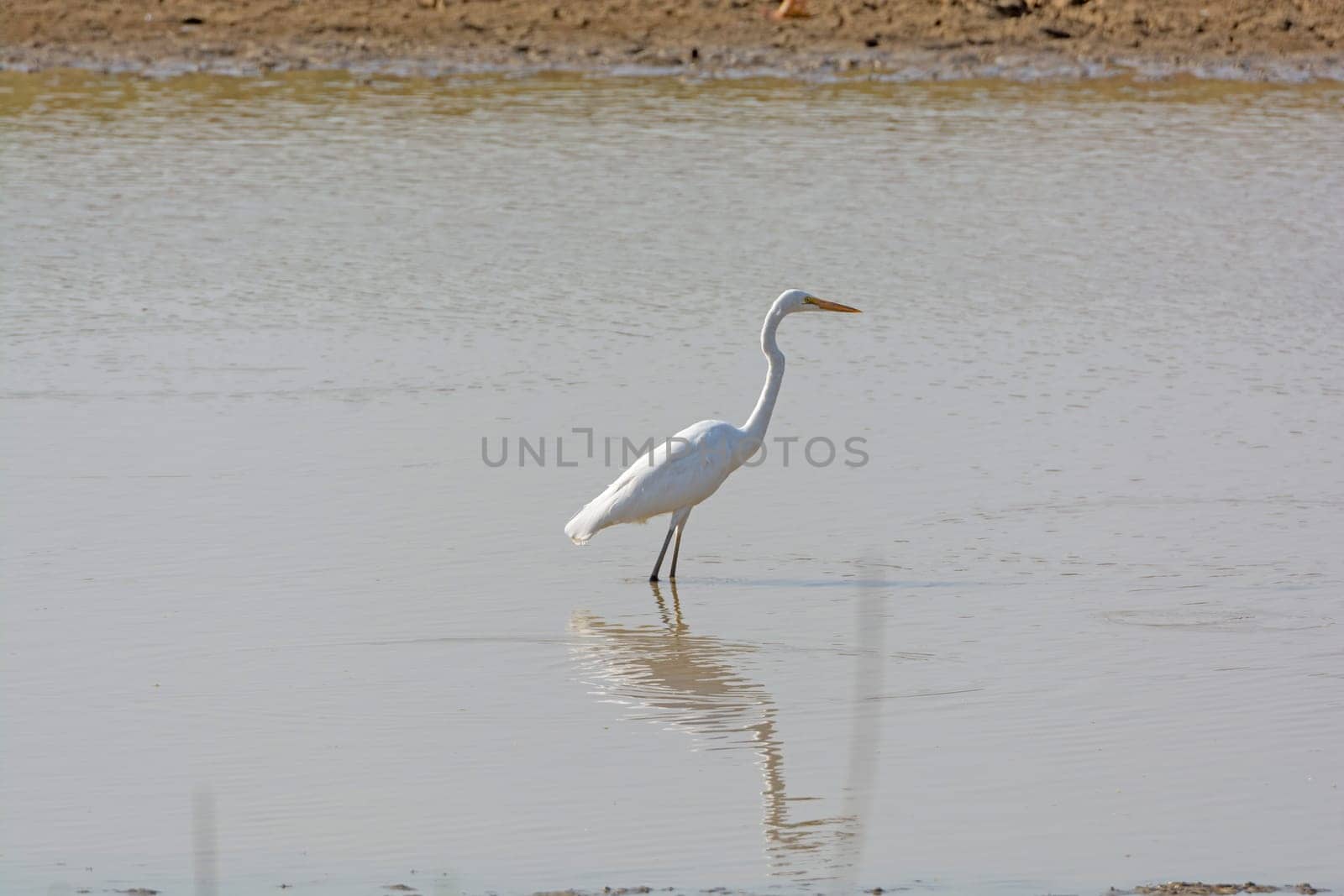 Great Egret in Remote Waterhole in Kanha National Park in India