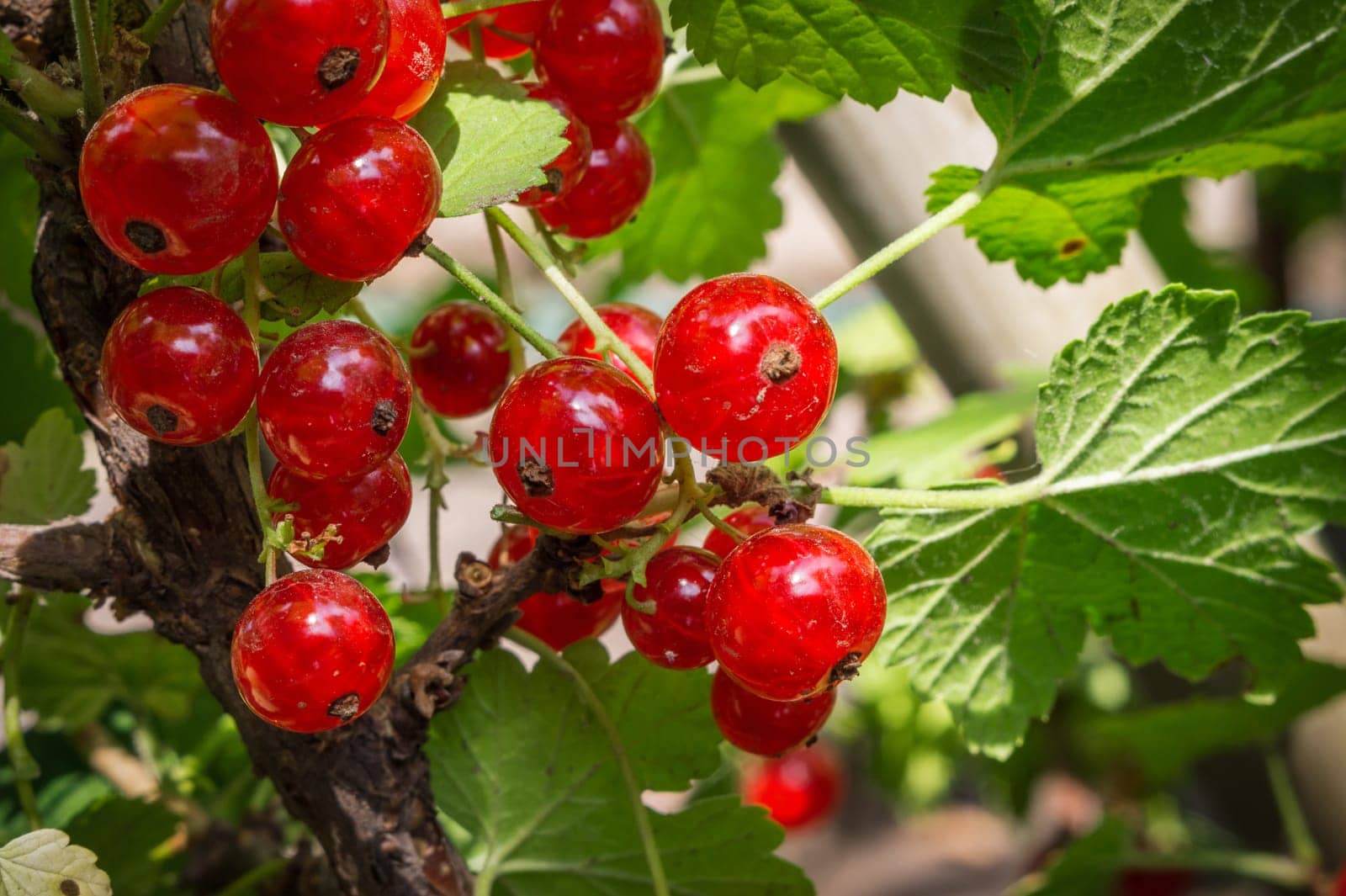 the ripe red currant berries, close up
