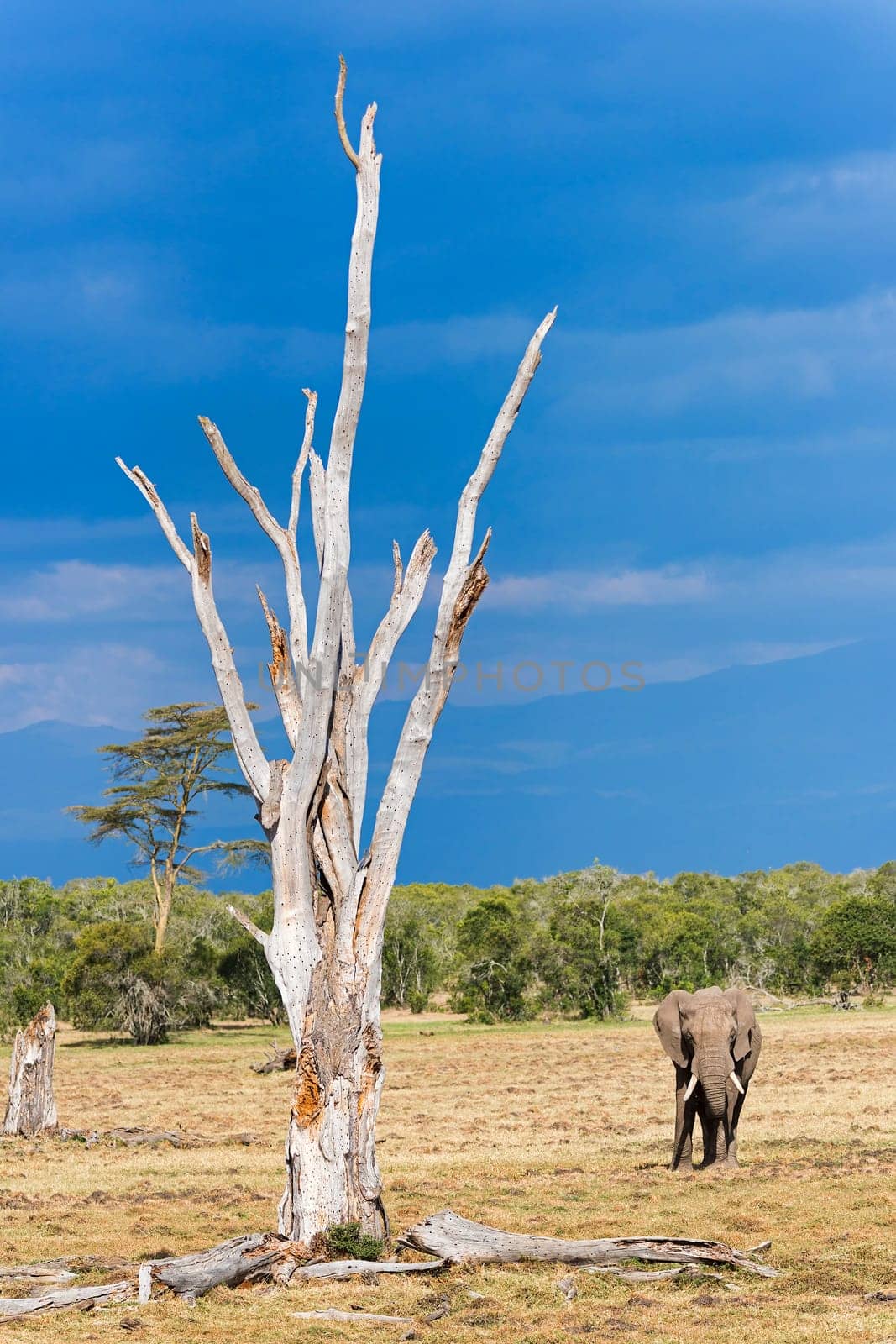 Elephant (Loxodonta africana) in the Ol Pejeta Reserve,Kenya,East Africa.