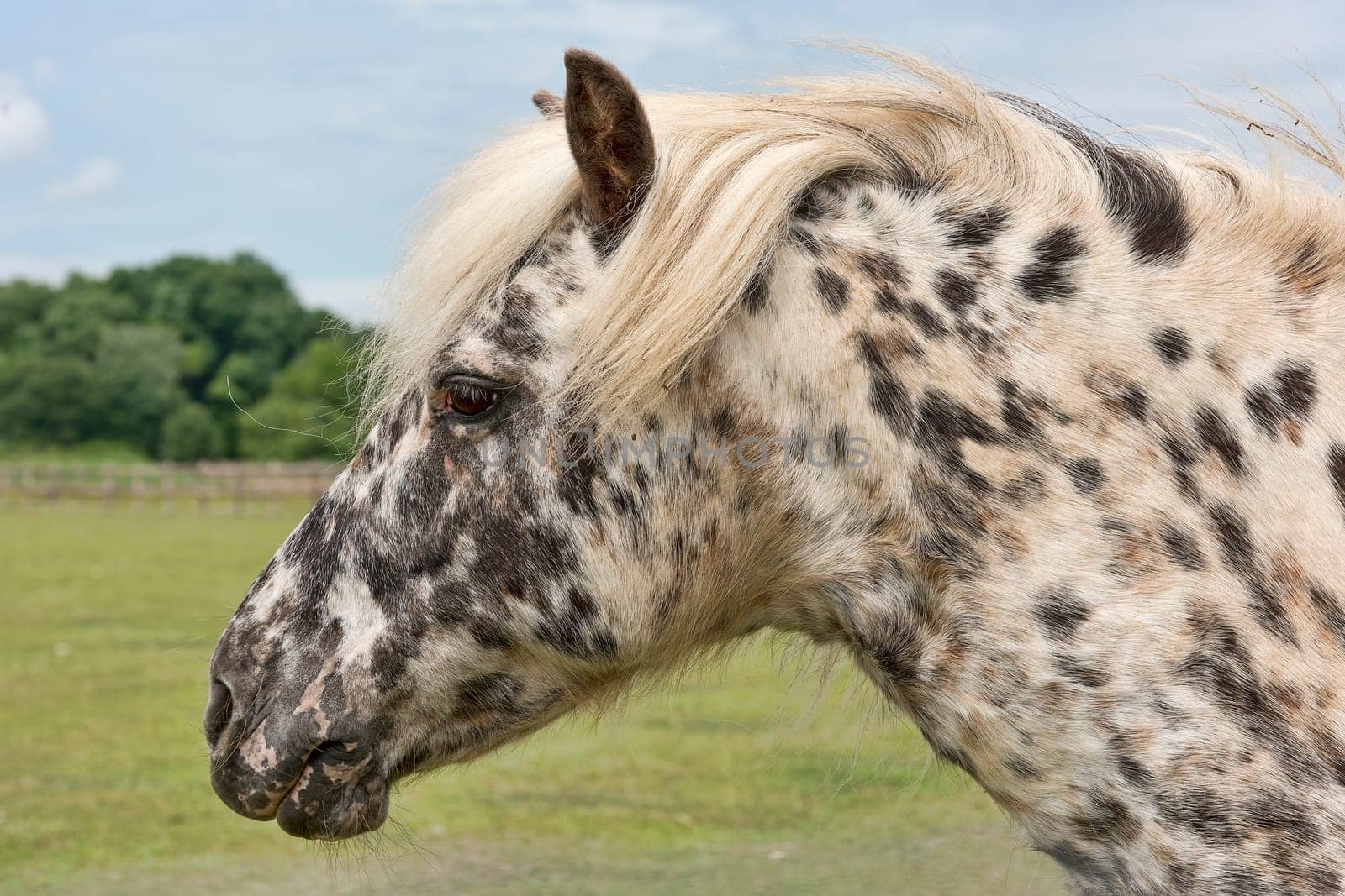 Shetland Pony,Equus ferus caballus