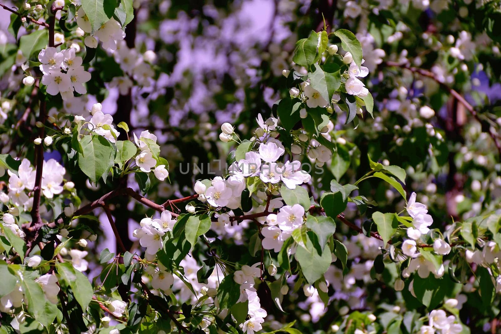 Green branch with white apple flowers in spring time