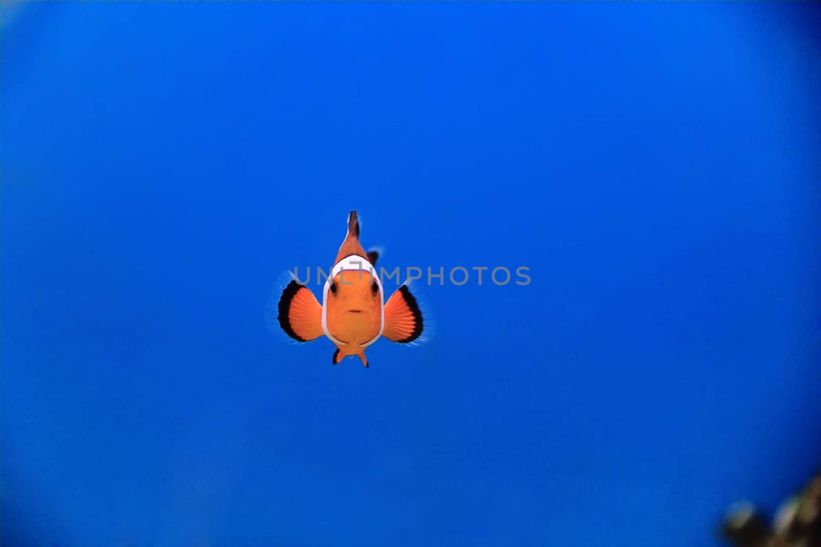 Image of clown fish in aquarium water