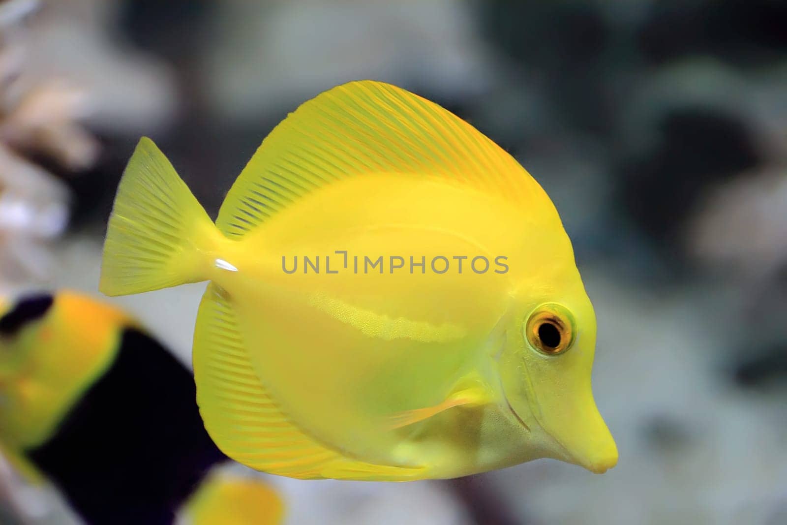 Image of zebrasoma yellow tang fish in aquarium