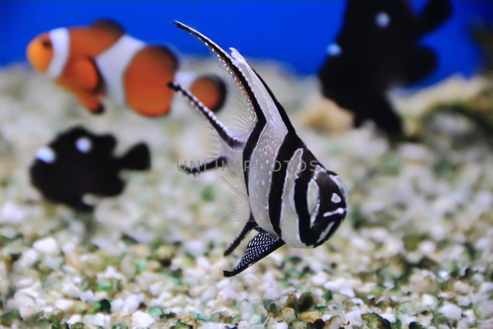 Image of aquarium fish in blue water