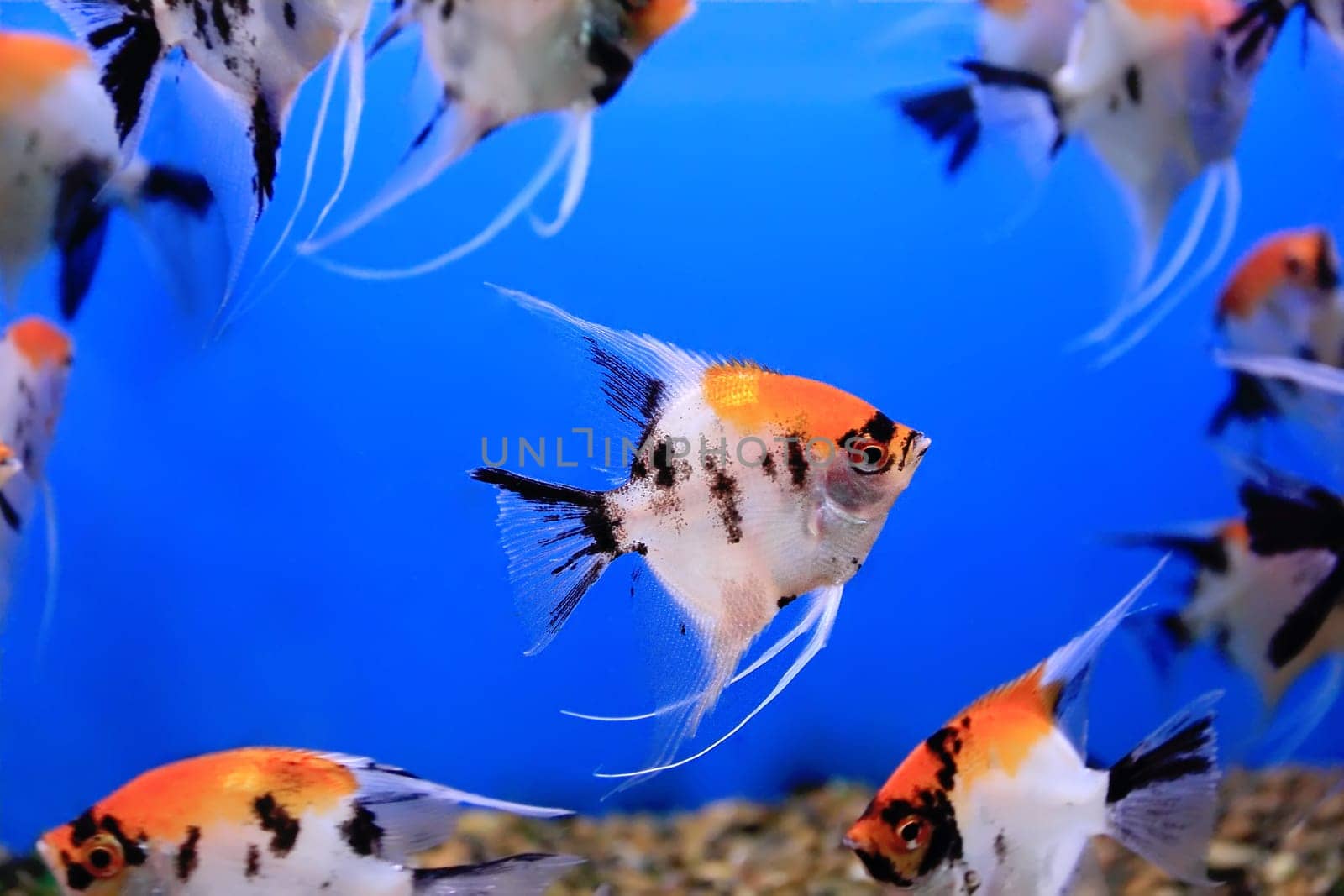 Image of aquarium fish in blue water