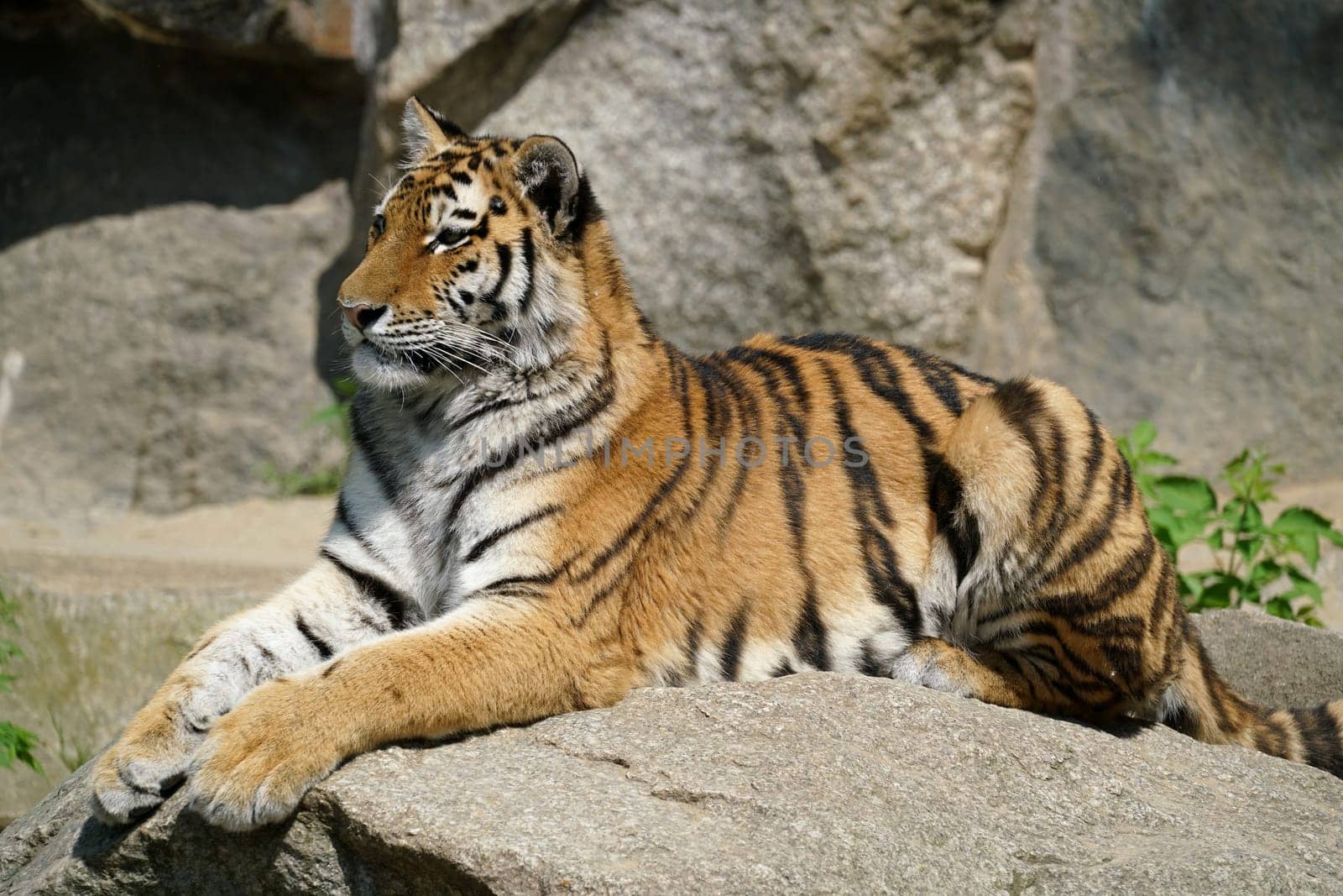 a tiger lies relaxed on a rock