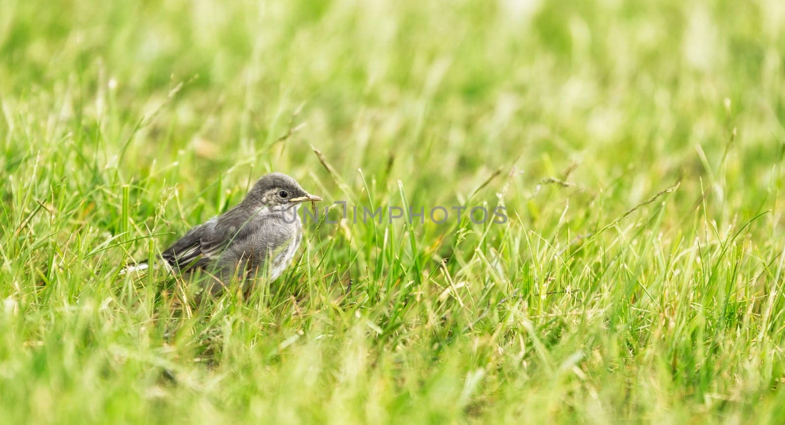 White wagtail Chick in grass.