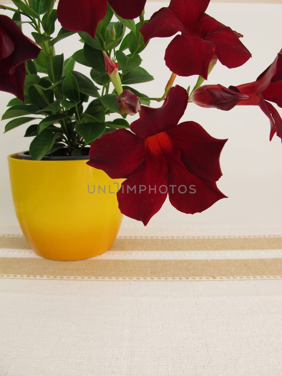Flowering Dipladenia room flanks and balcony plant