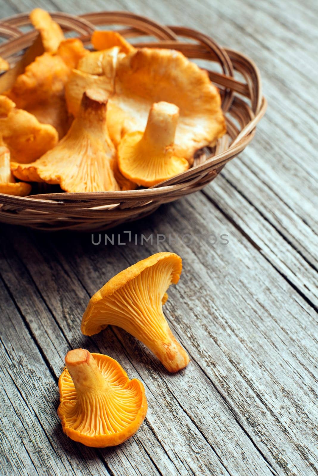Fresh chanterelle mushrooms on a rustic table close up.