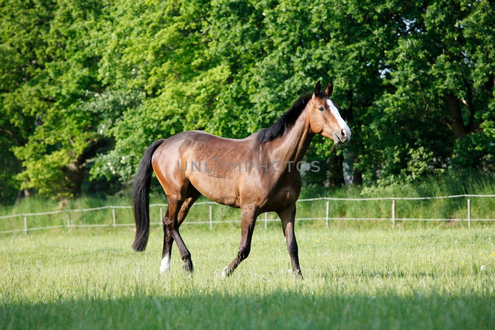 a brown Holstein horse trots on a green pasture in summer