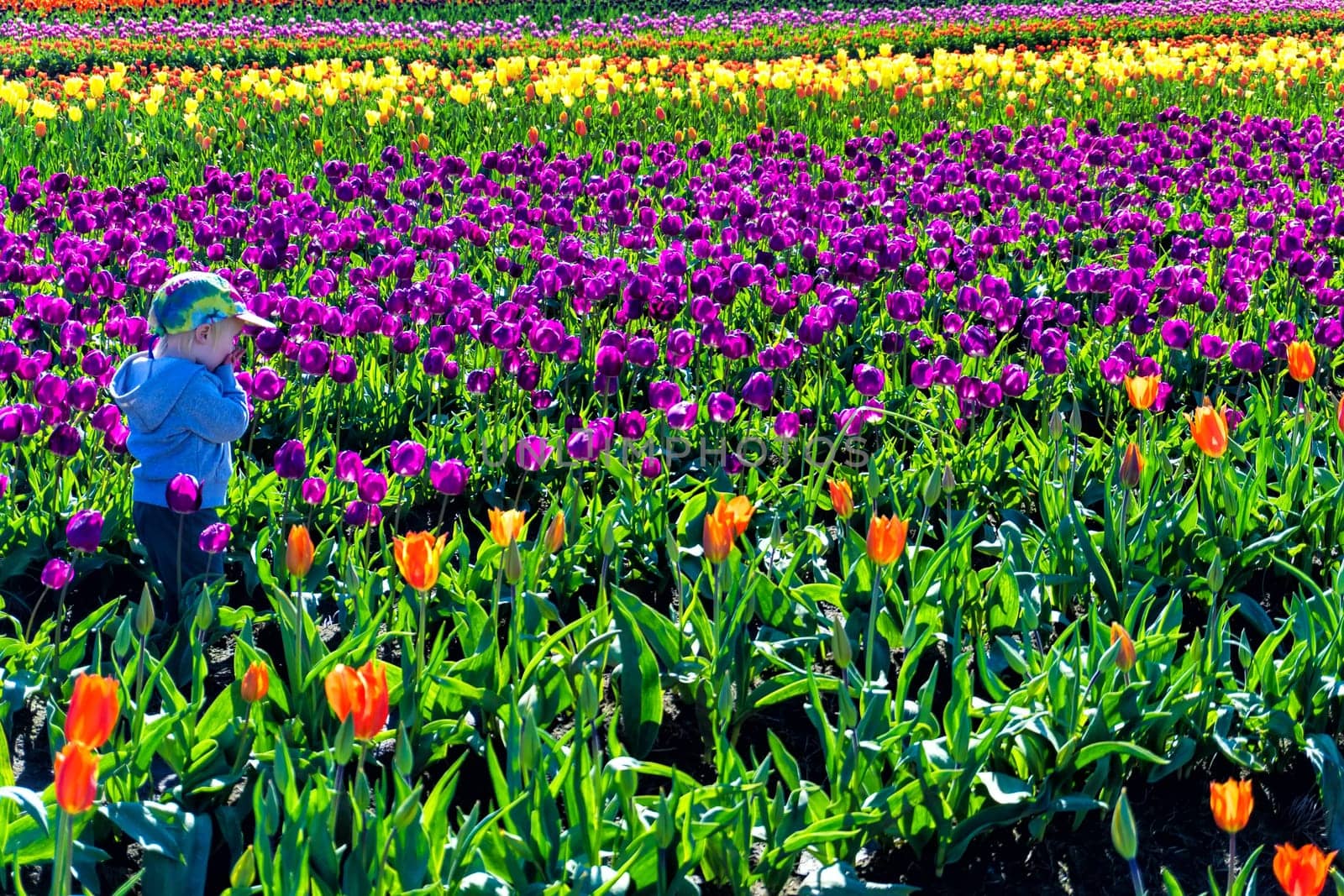 WOODBURN, OR - MARCH 30: Young child in a tulip field in Woodburn, OR on March 30, 2016