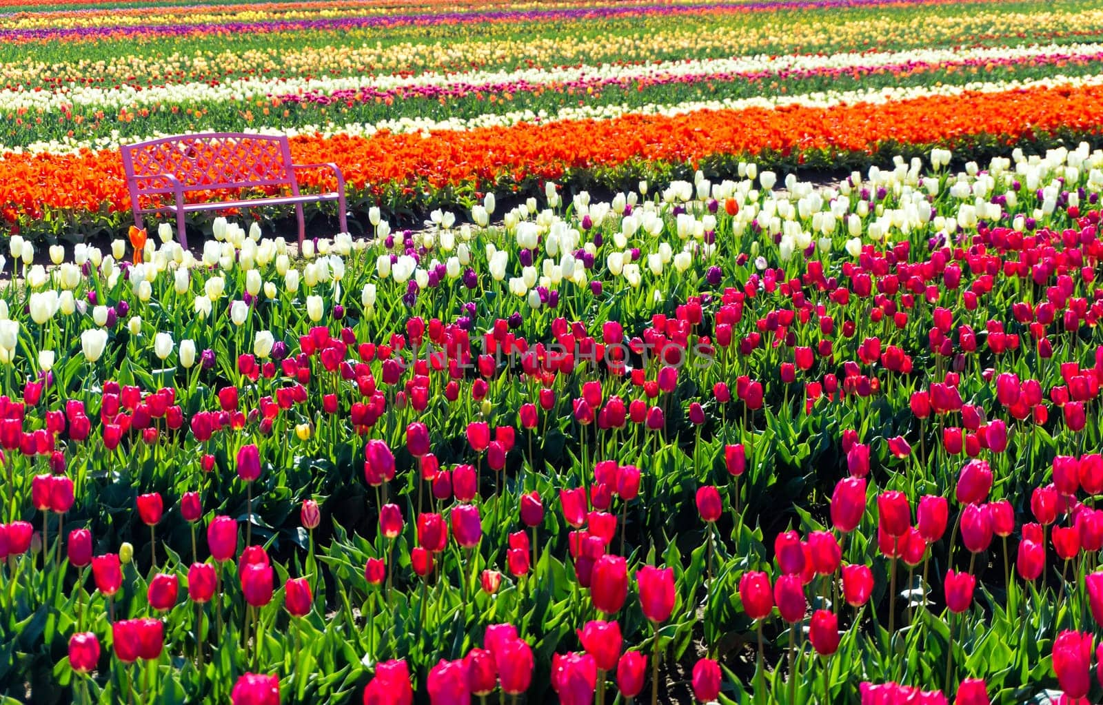 Pink bench in a field of lush colorful tulips in Woodburn, Oregon