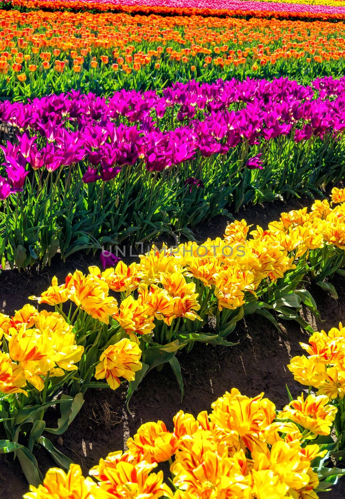Vertical view of a vibrant colorful field of tulips in Woodburn, Oregon