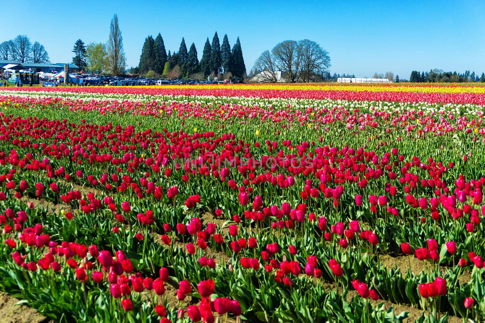 Vibrant colorful tulip field in Woodburn, Oregon