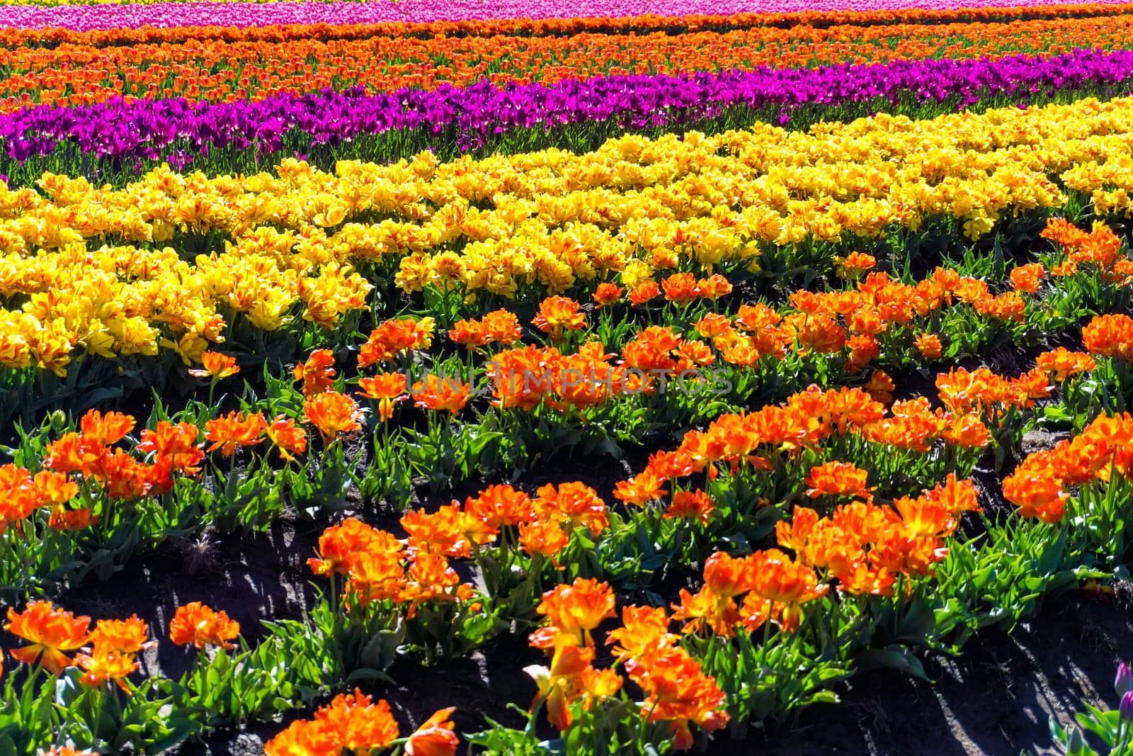 Lush vibrant colorful rows of tulips in Woodburn, Oregon