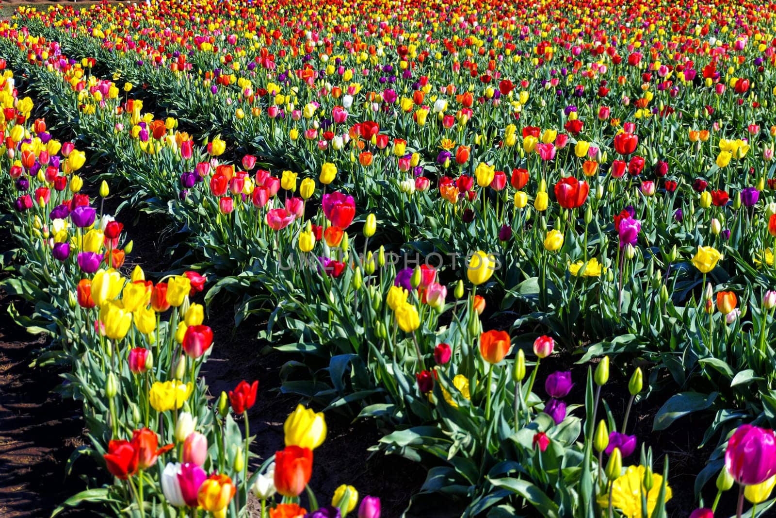 Rows of tulips of every color of the rainbow in Woodburn, Oregon