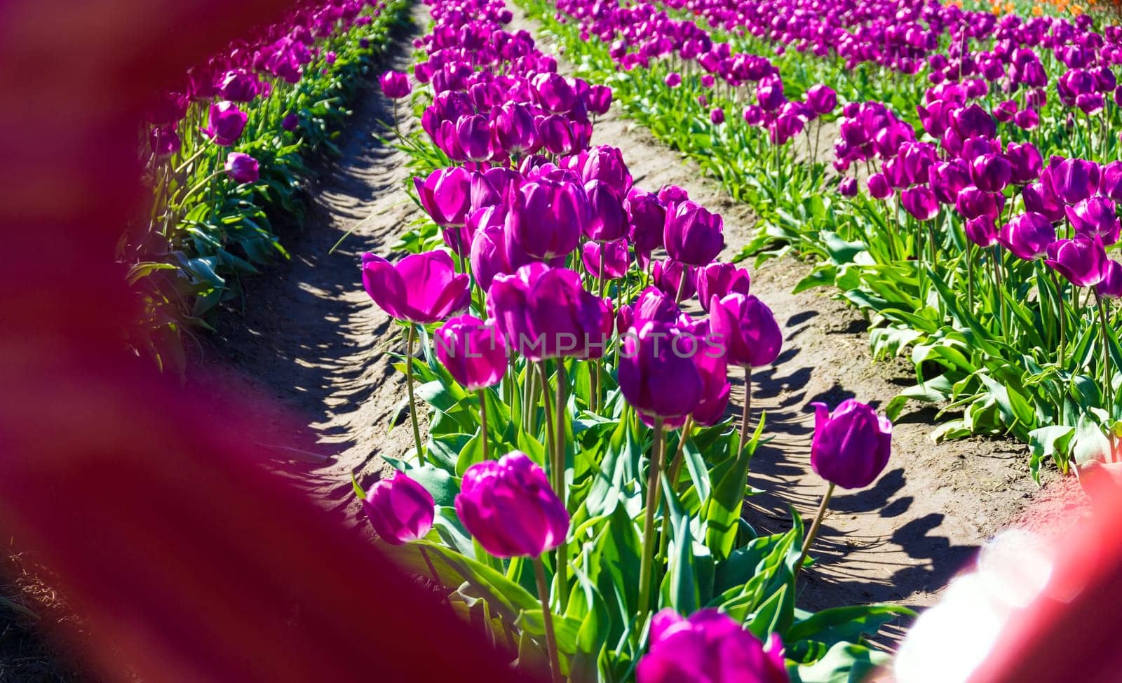 Beautiful view of lush purple tulips in Woodburn, Oregon