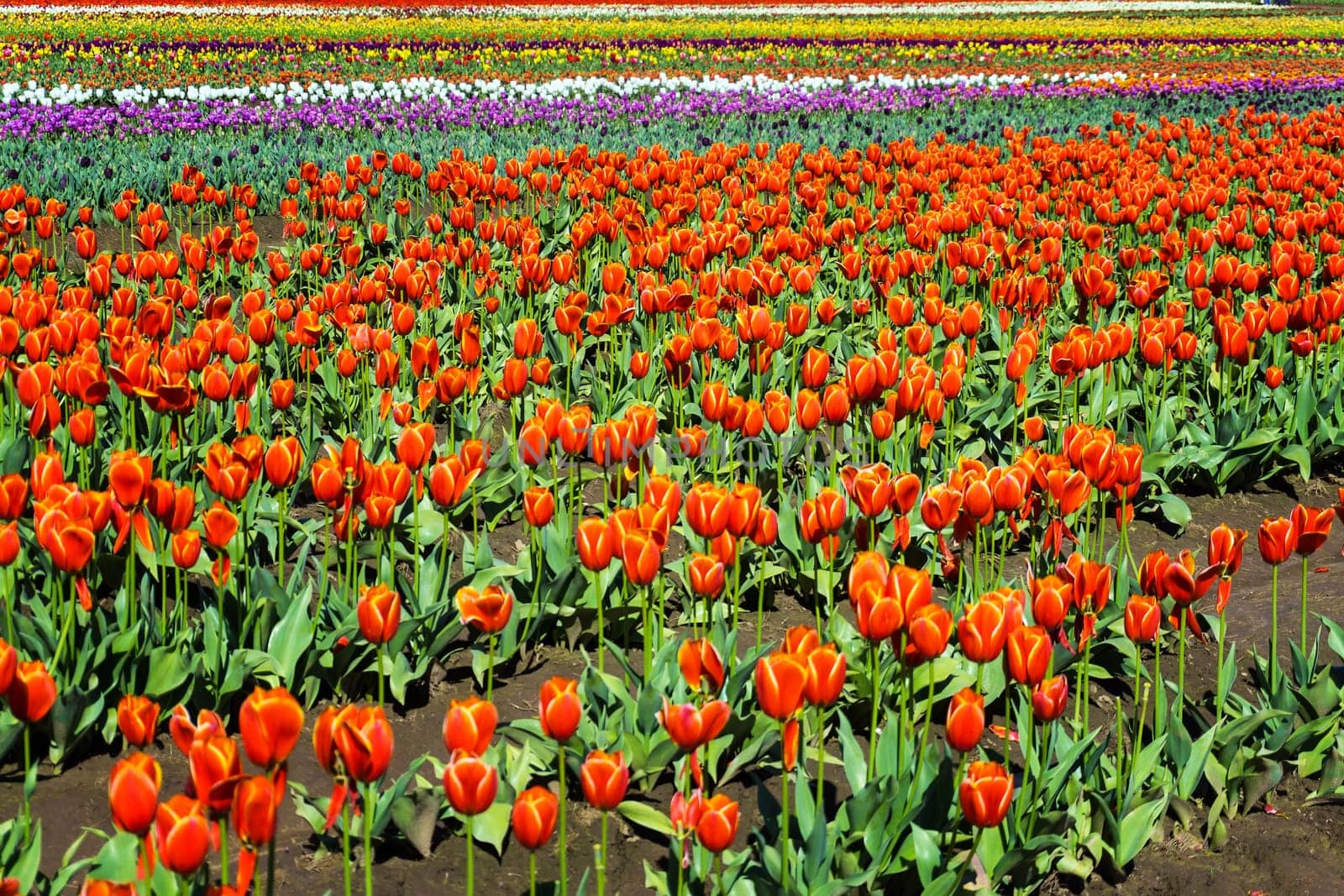 Field and vibrant colorful tulips in Woodburn, Oregon
