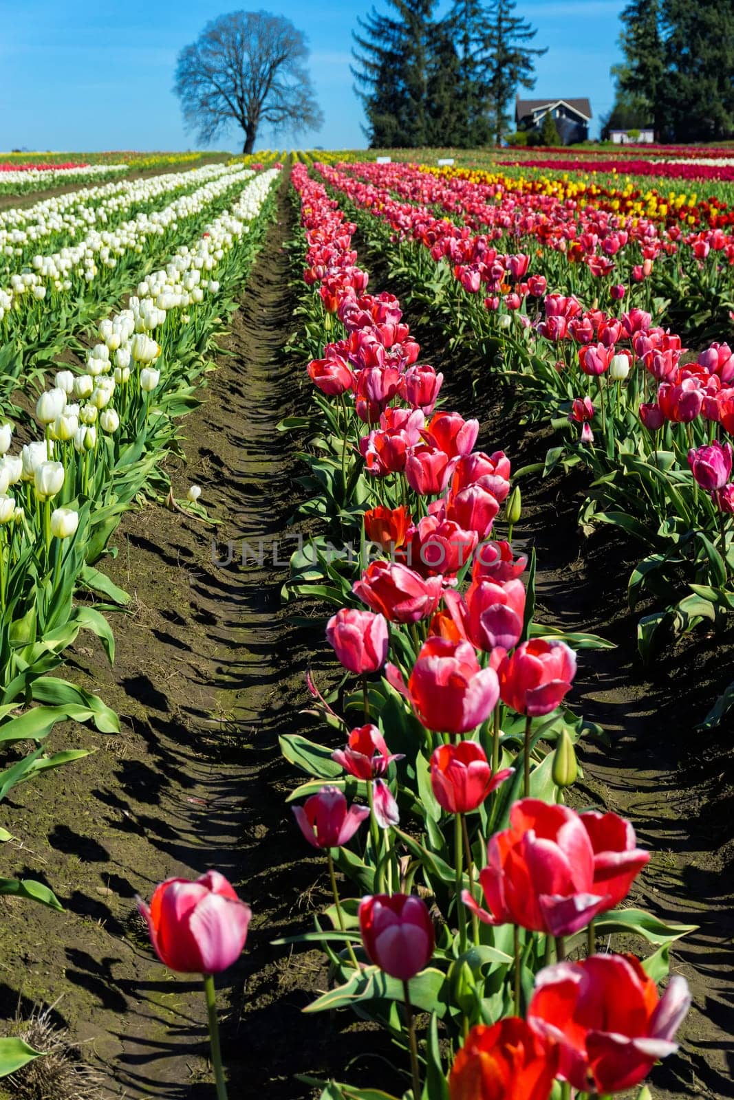 Looking down a row of colorful tulips in Woodburn, Oregon
