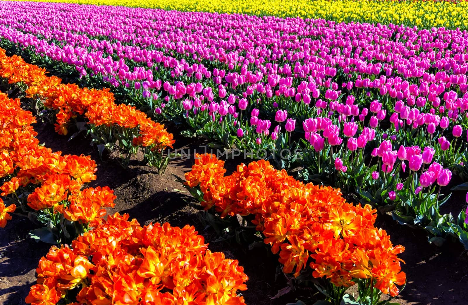 Beautiful view of a field of purple and orange tulips