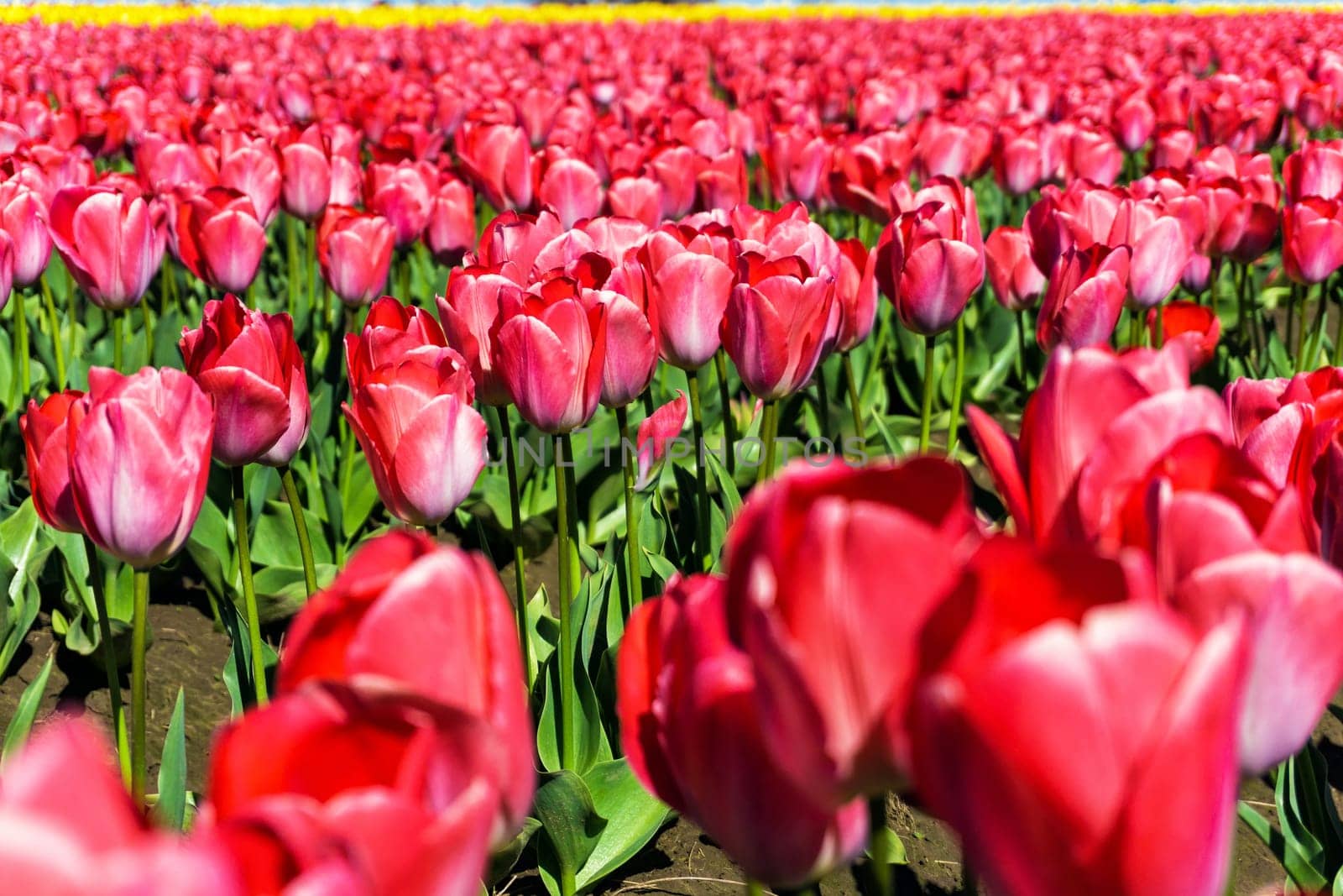Closeup view of red tulips in a field in Woodburn, Oregon
