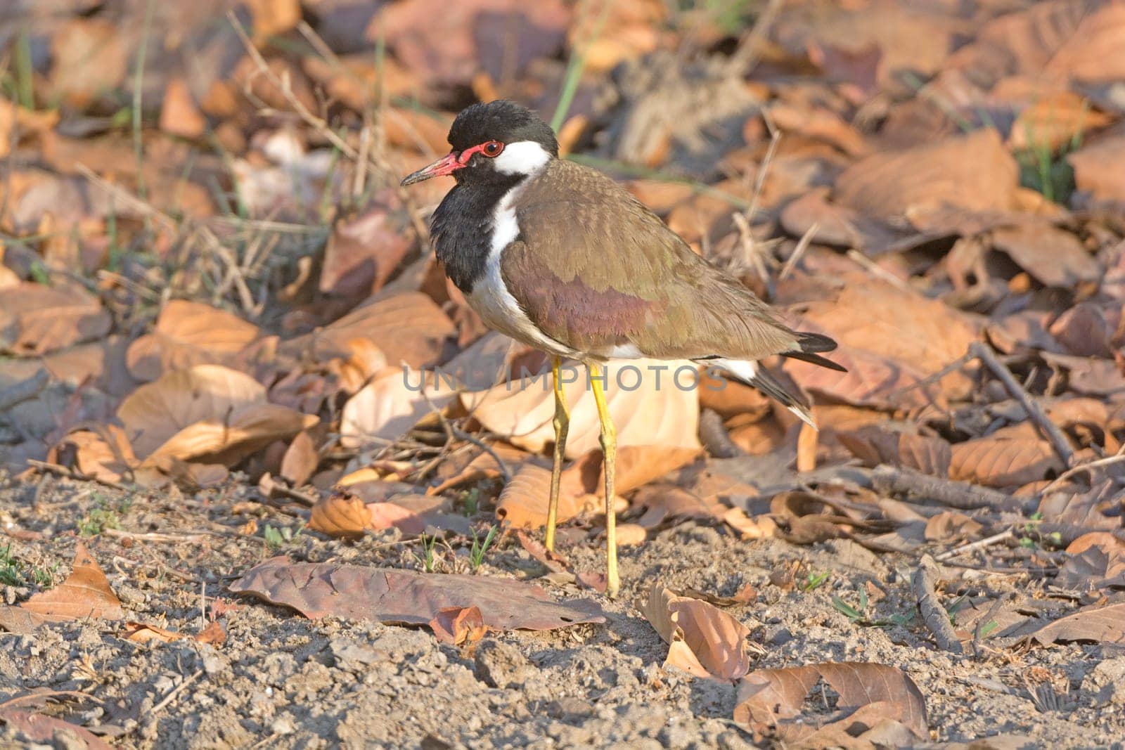 Red-wattled Lapwing in the Wilds of Kanha National Park in India