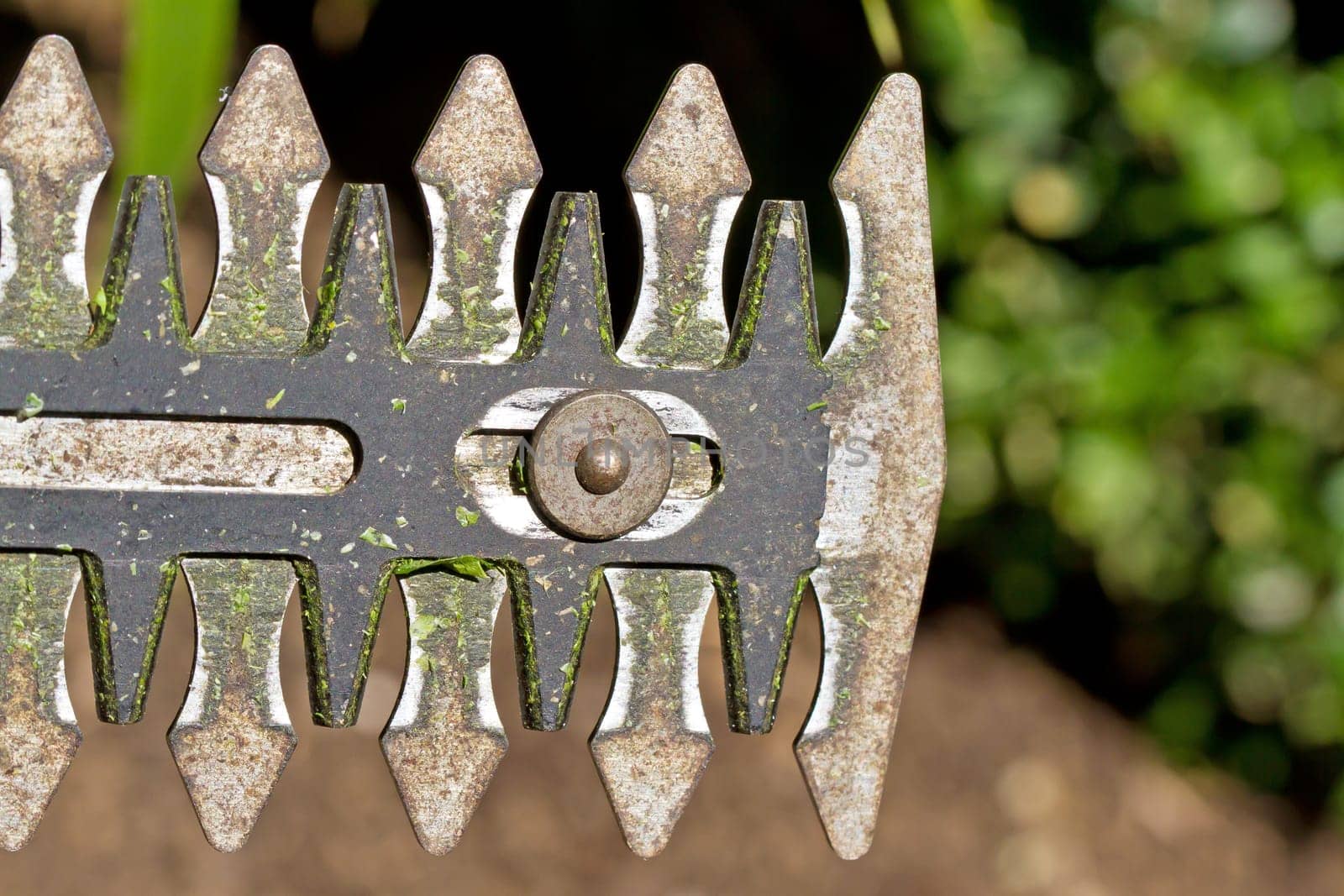 Electric garden scissors - close-up of a saw blade