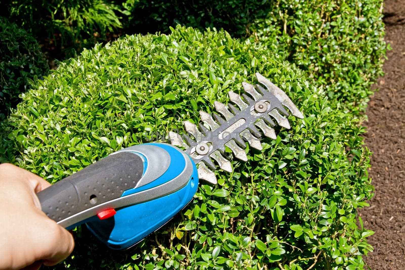 Man in gardening