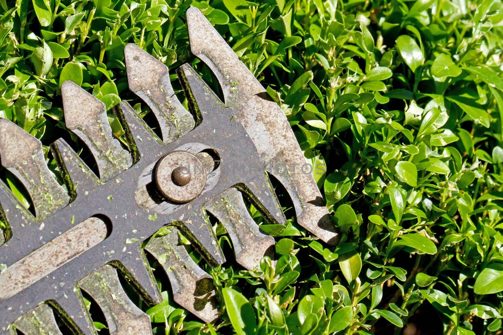 Electric garden scissors - close-up of a saw blade