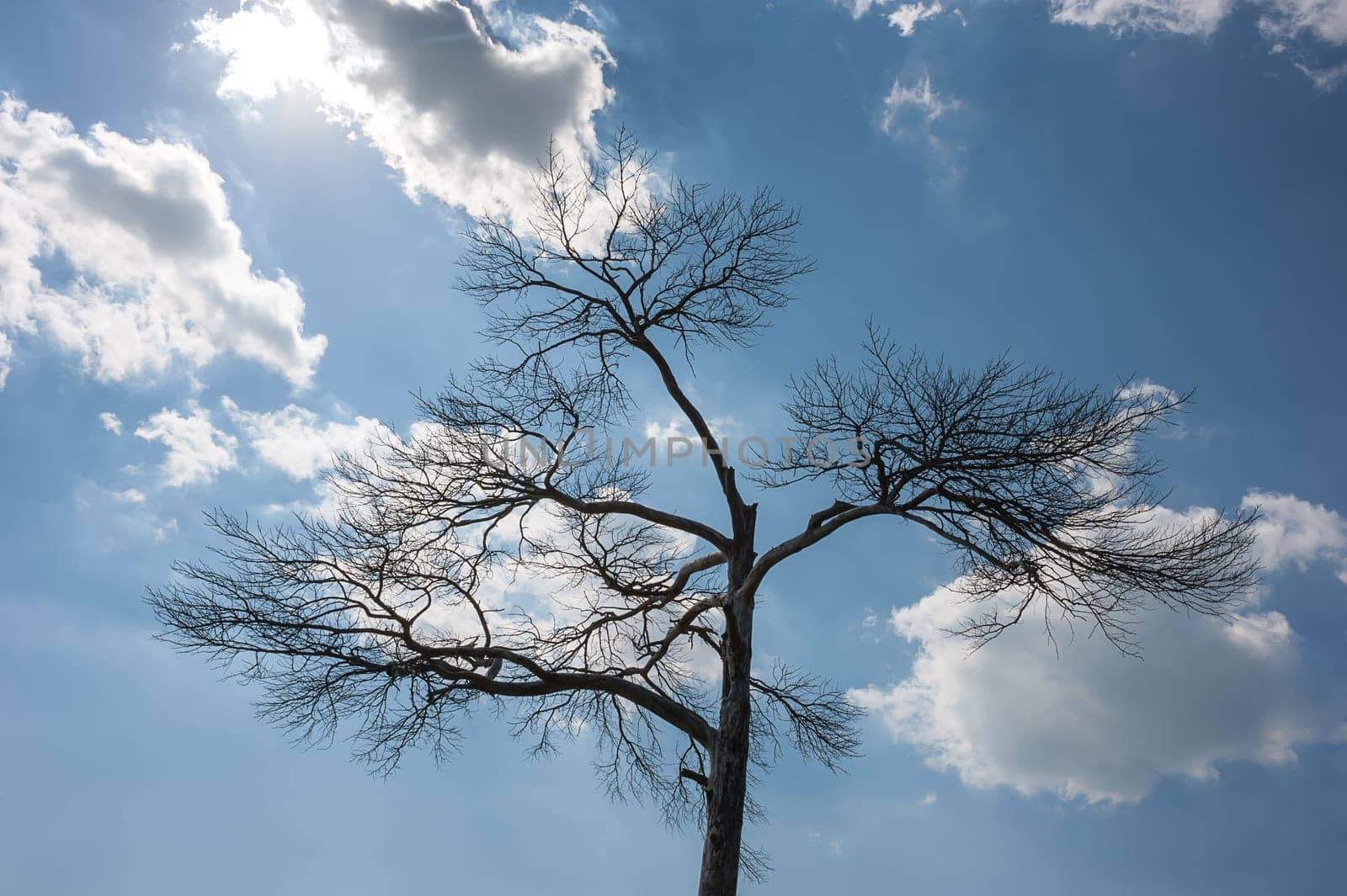Lonely dead tree. Nature Art. against the blue sky with clouds and sun