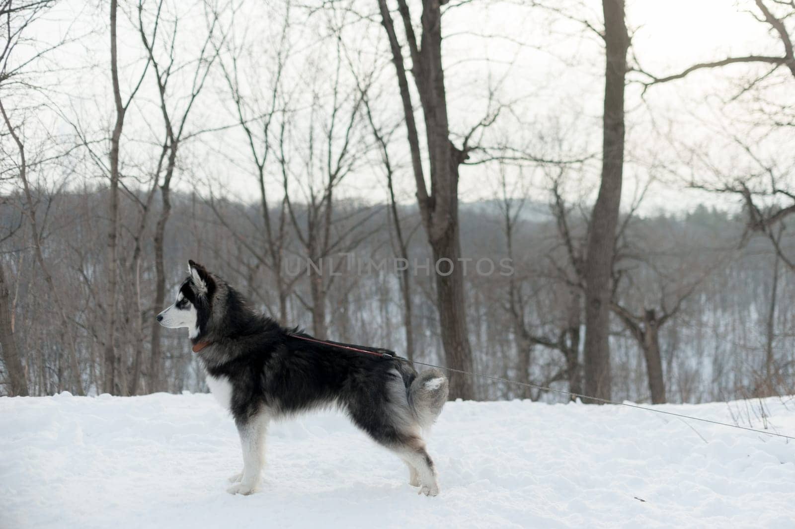 Husky on a leash, in the winter in the snow in the forest