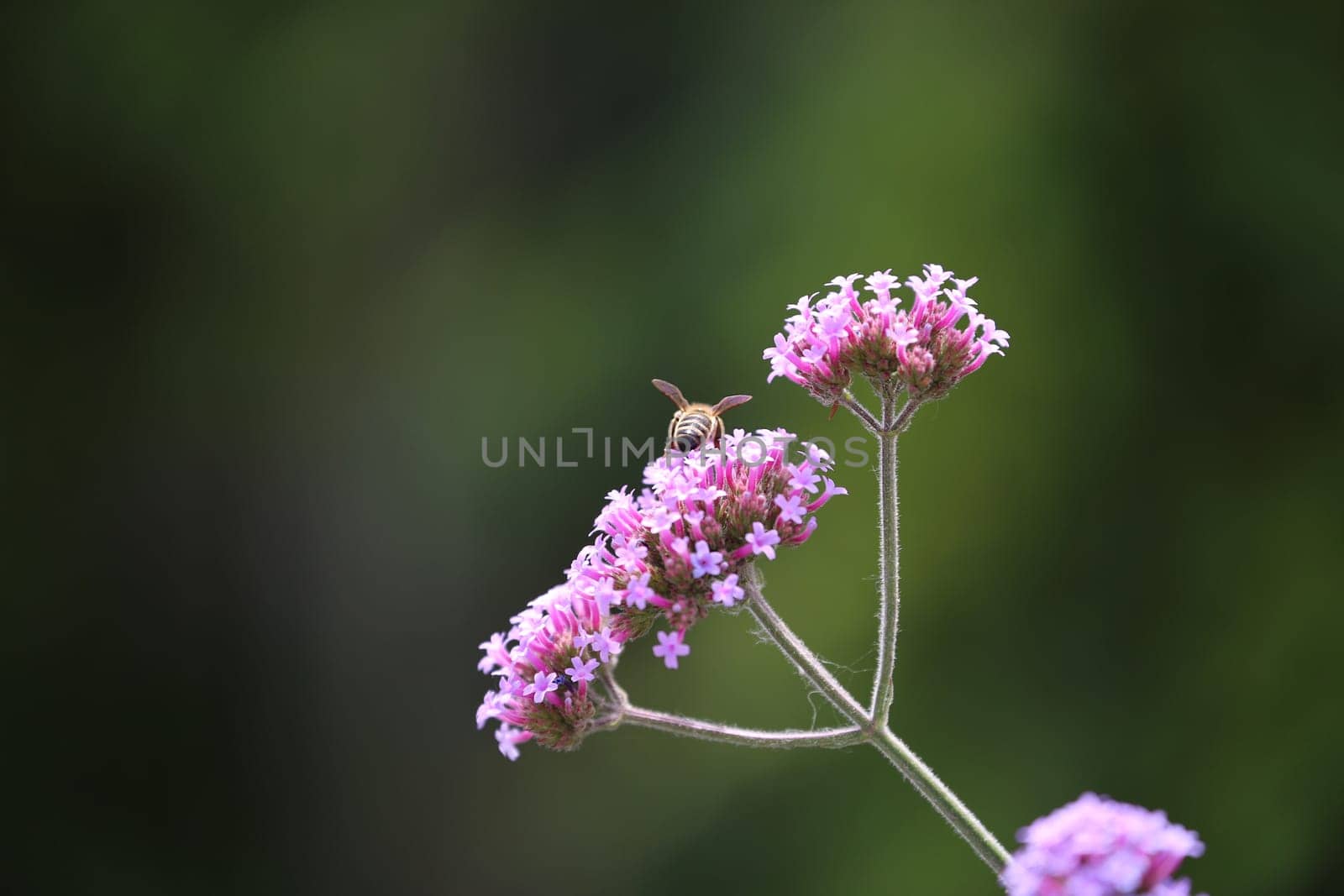 Cute Honey Bee collecting Pollen from Pink Flowers