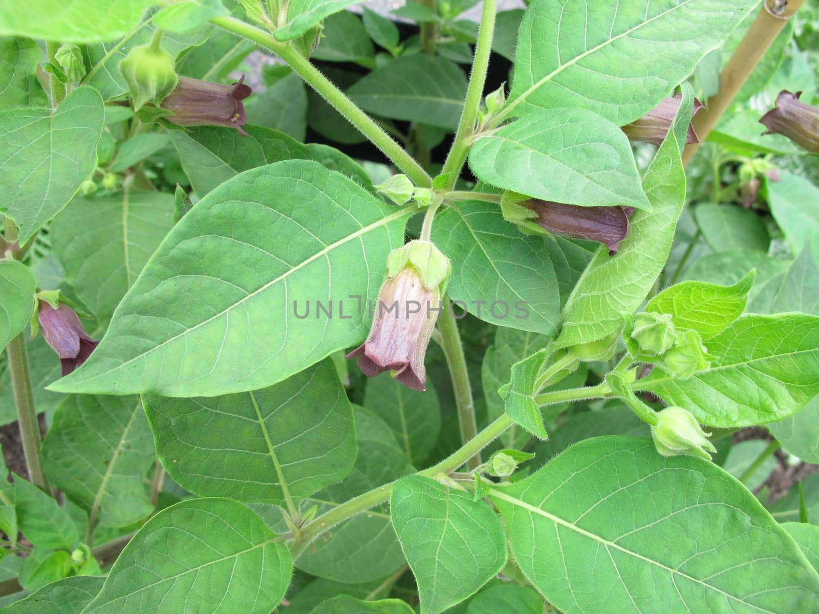 Flowering Black Mad Cherry,Atropa belladonna