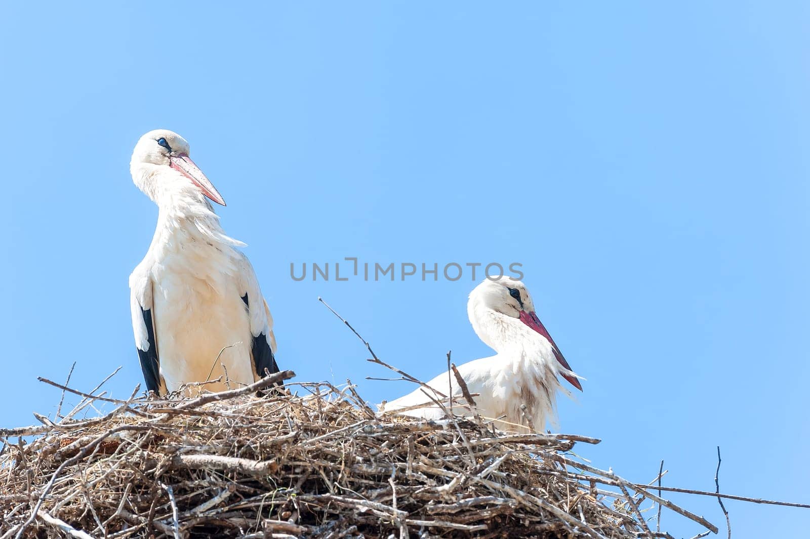 Couple of storks in the nest on blue sky