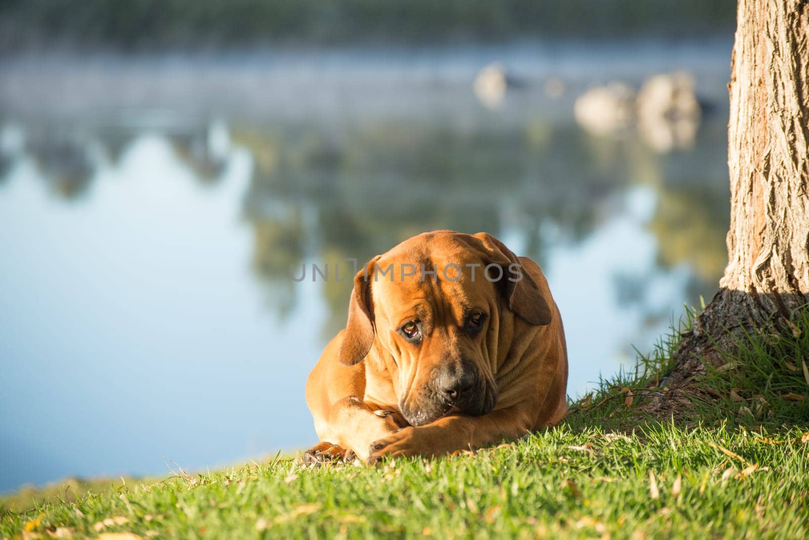 A young male boerboell dog lies under a Weeping Willow tree by the river.