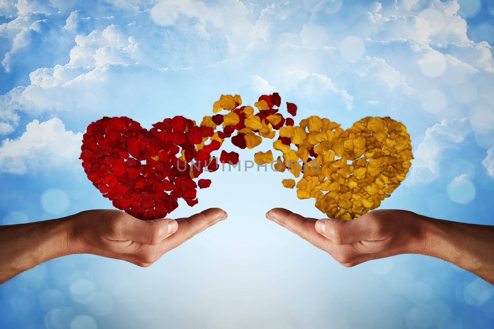 Two hands holding rose petal hearts. Romantic relationship concept. Attachment and love symbol, giving and exchange of feelings and emotions of love.