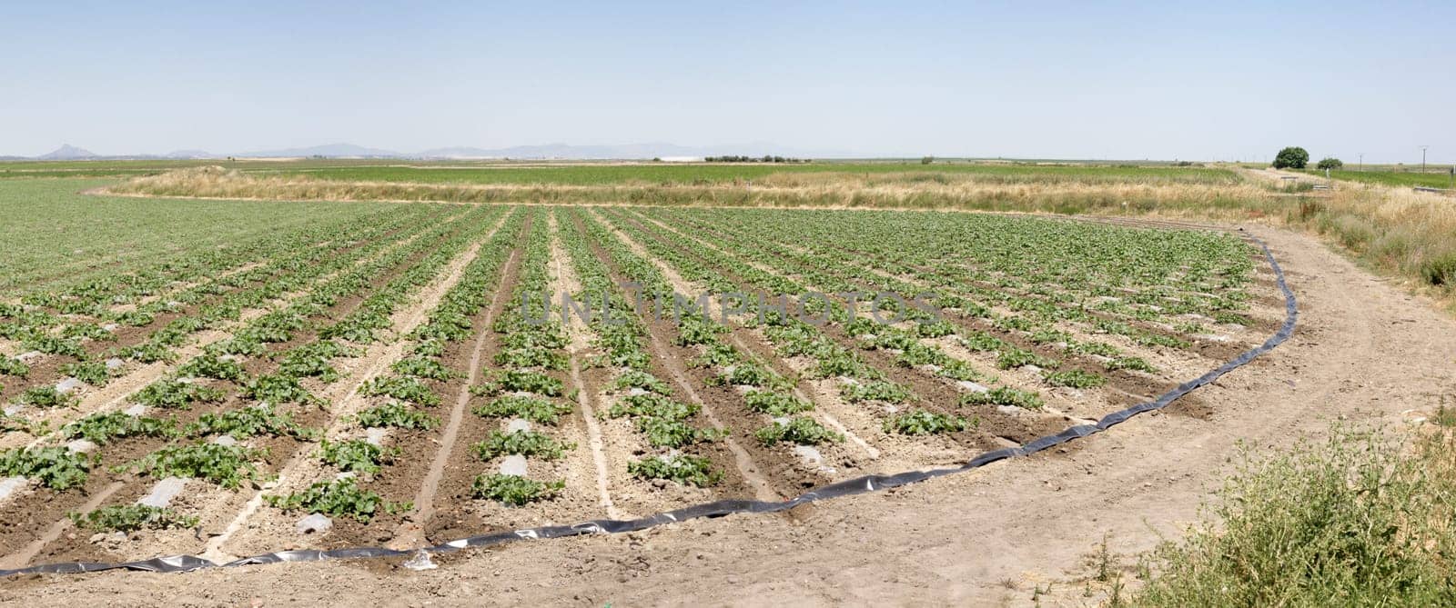 Young watermelon furrows growing at Vegas Altas del Guadiana, Spain. Panoramic shot