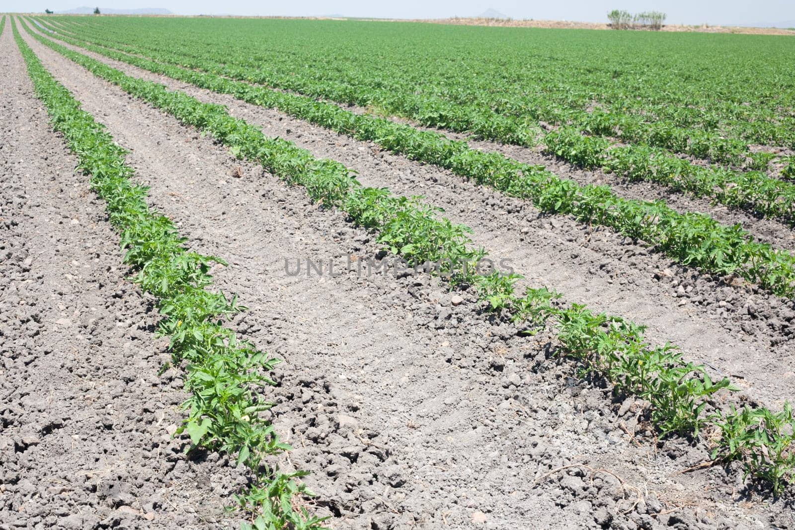 Furrows of young tomatoes plants growing at Vegas Altas del Guadiana, Spain