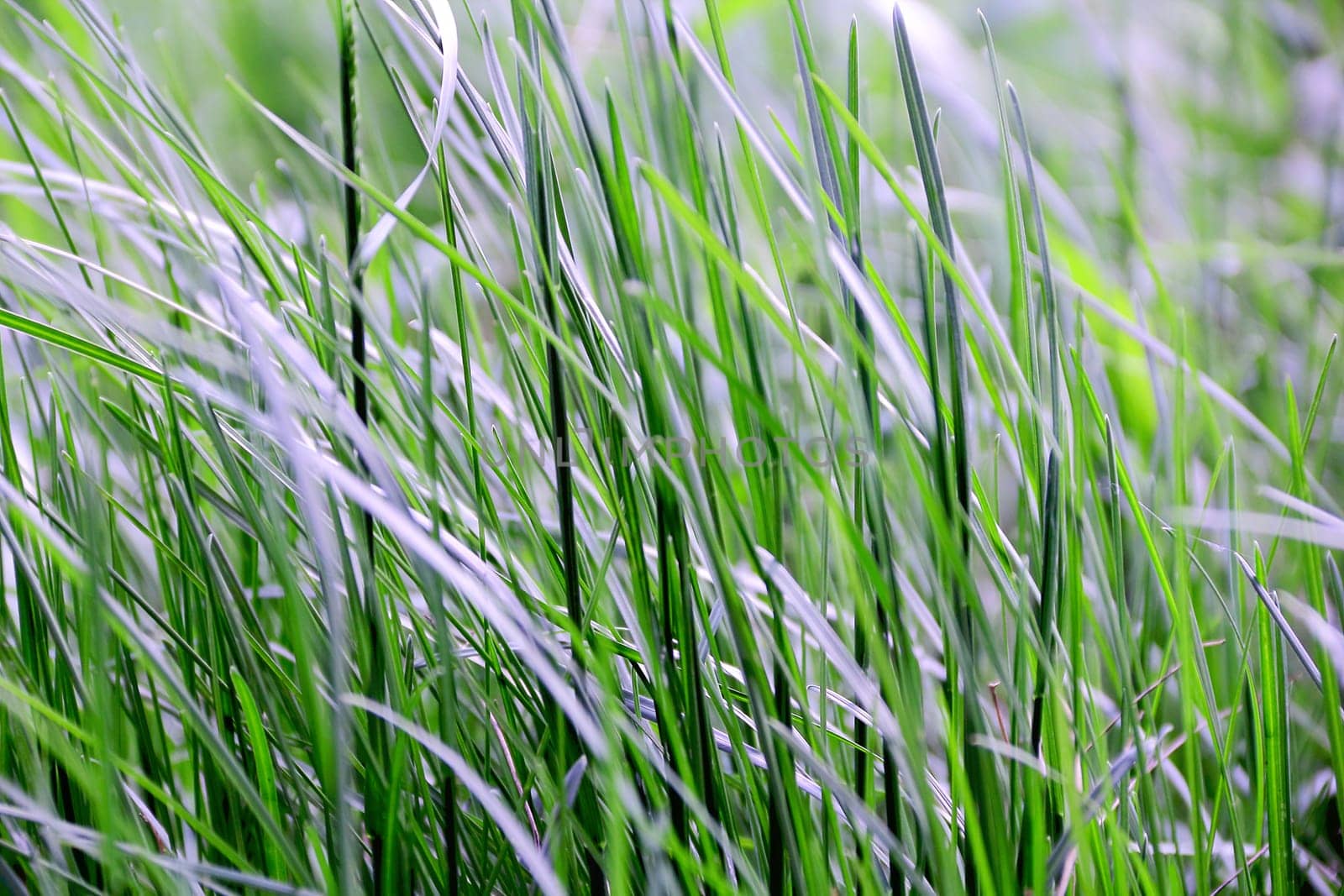 Summer picture of green saturate grass texture
